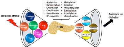 Biomarkers of autoimmunity and beta cell metabolism in type 1 diabetes